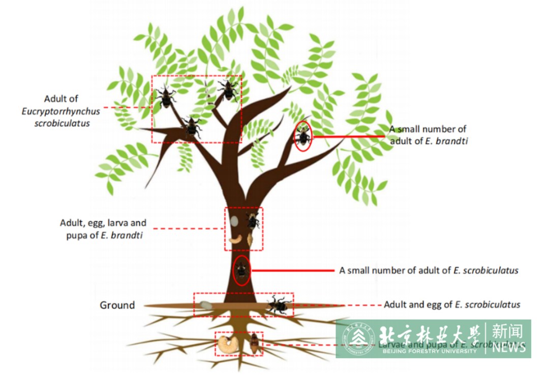 林学院森林保护学科揭示近缘种象甲适应共同寄主臭椿的基因组演化特征