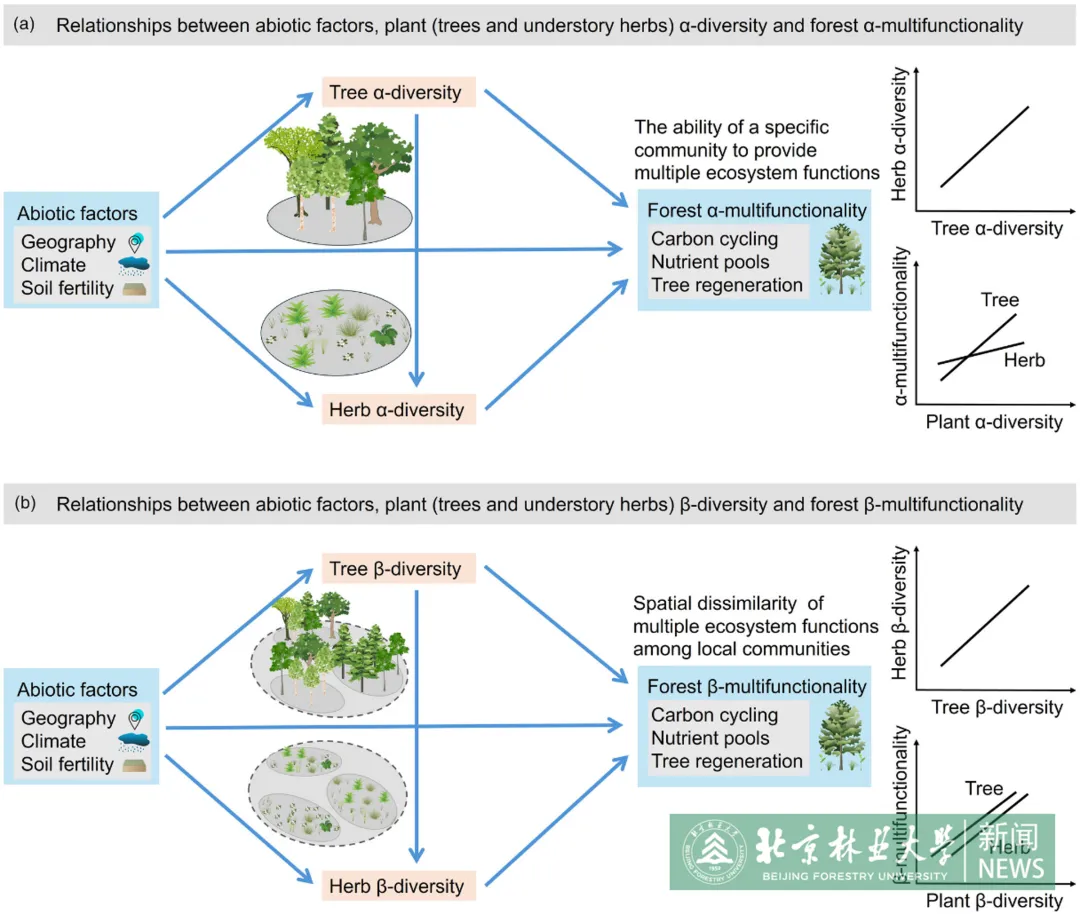 林学院科研团队在生物多样性-生态系统多功能性关系领域取得新进展