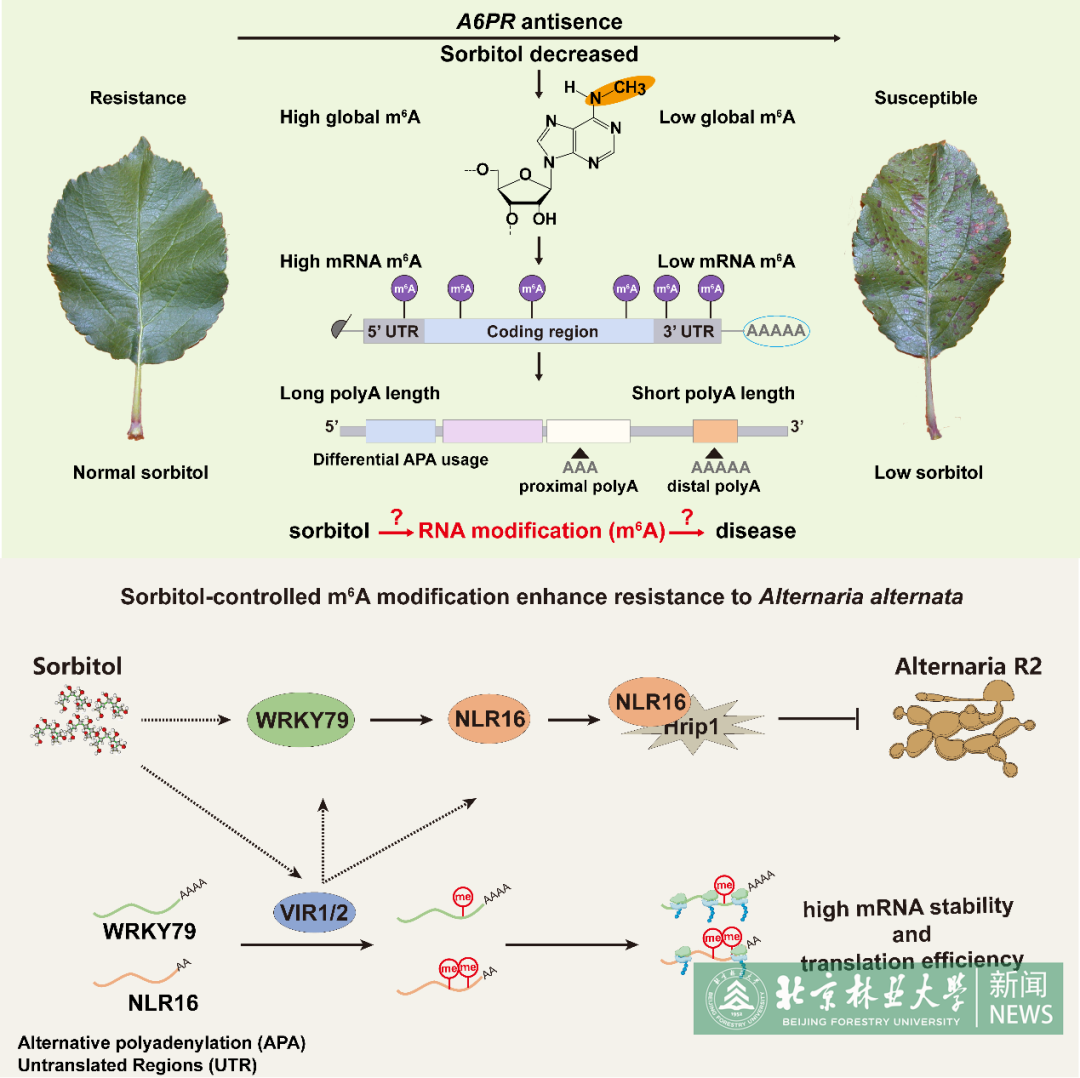 林学院团队在《Developmental Cell》上发表研究成果
